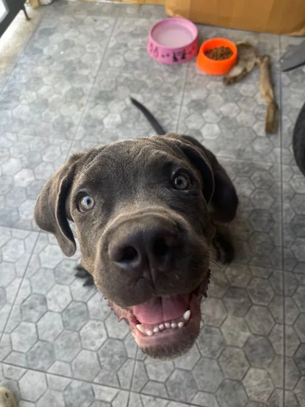 สุนัข cane corso