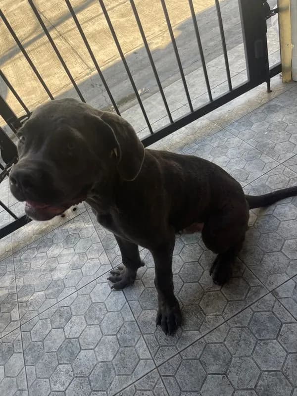 สุนัข cane corso