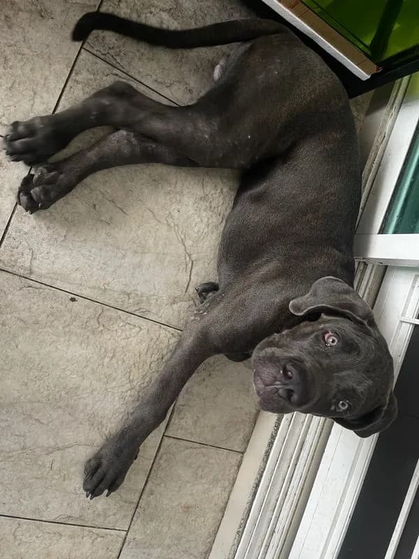 สุนัข cane corso