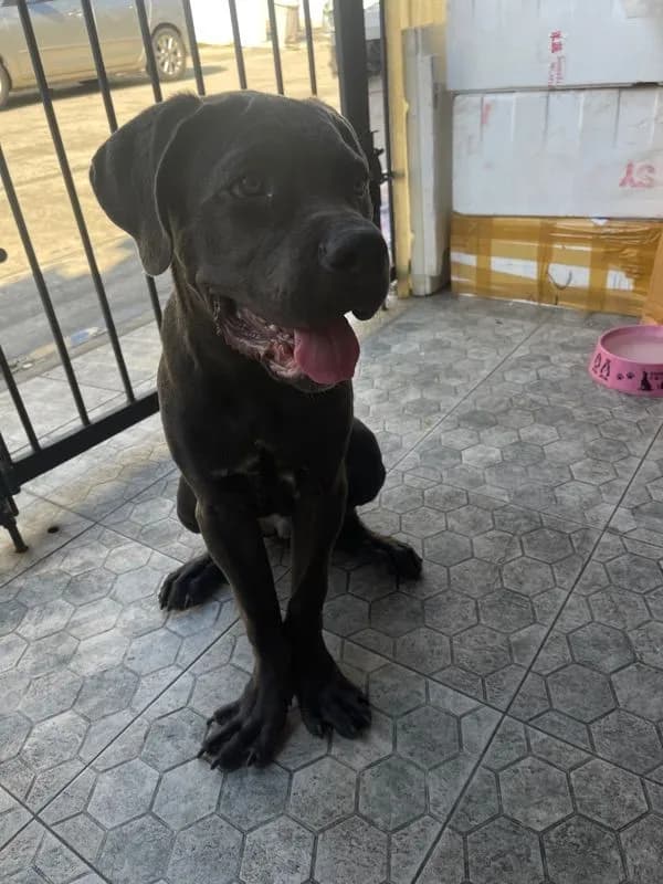 สุนัข cane corso
