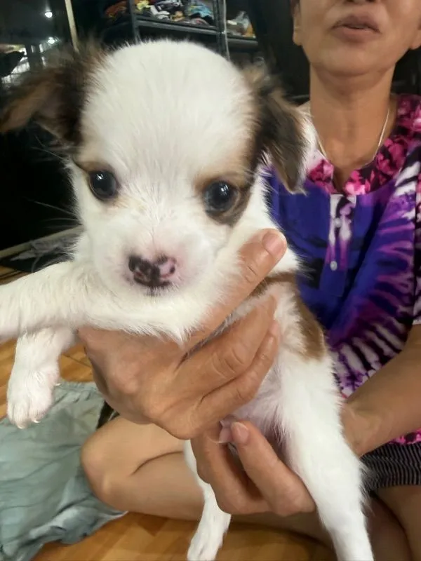 ลูกสุนัขชิวาวา