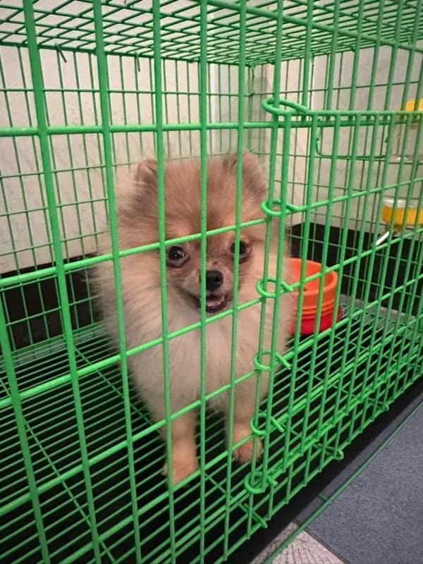 ปอมเพศเมีย