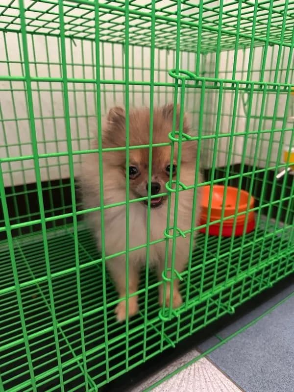 ปอมเพศเมีย