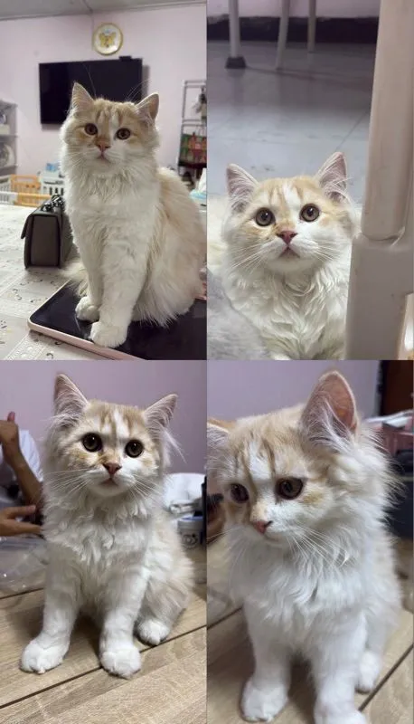 แมวสก็อตติช(ผู้ชาย)