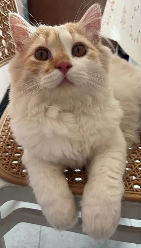 แมวสก็อตติช(ผู้ชาย)