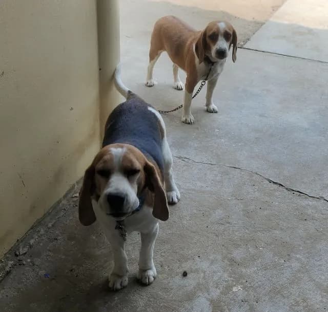 หาบ้านให้น้องทั้งคู่ครับ 3,500 แถมกงให้ 2 อันครับ น้องอายุปีครึ่งทั้งคู่ เคยมีลูกมา 1 ครั้ง สนใจโทรมาสอบถามรายละเอียดได้ครับ 0639619408 นิว