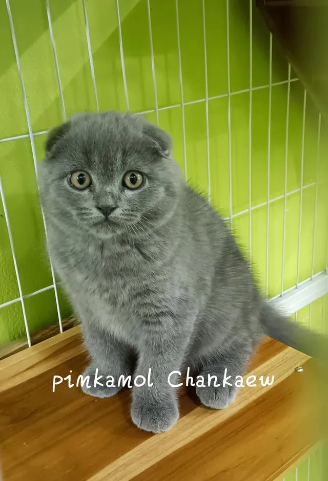 แมวพันธุ์สก็อตติชโฟลด์