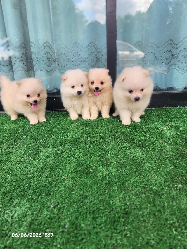 สุนัขพันธุ์ปอมไซส์เล็ก