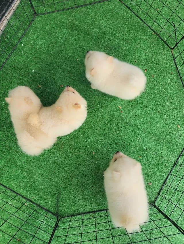 สุนัขพันธุ์ปอมไซส์เล็ก