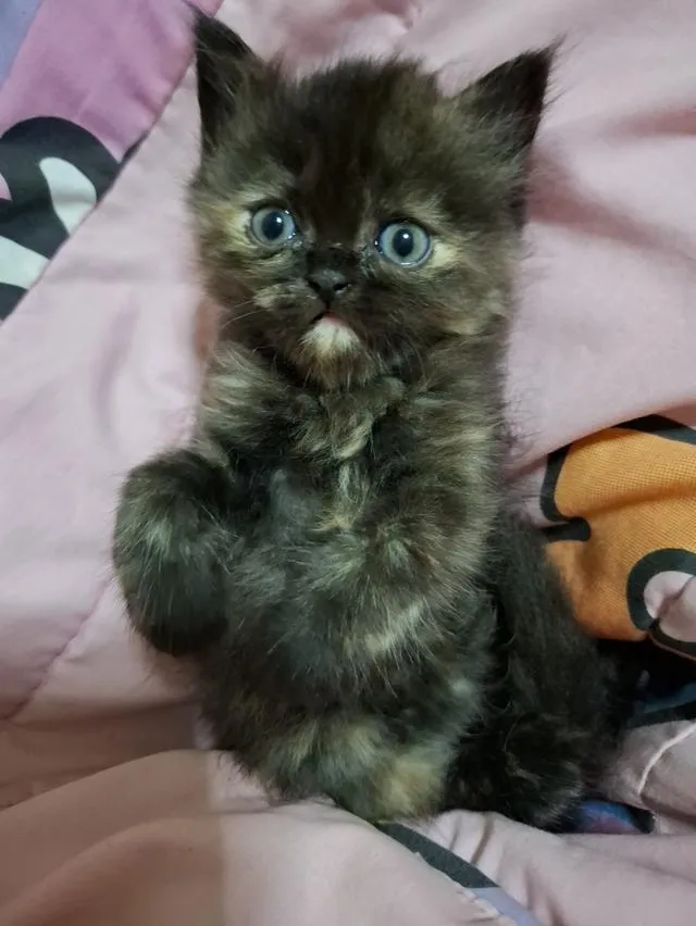 ขายน้องแมวพันธูเปอร์เซีย