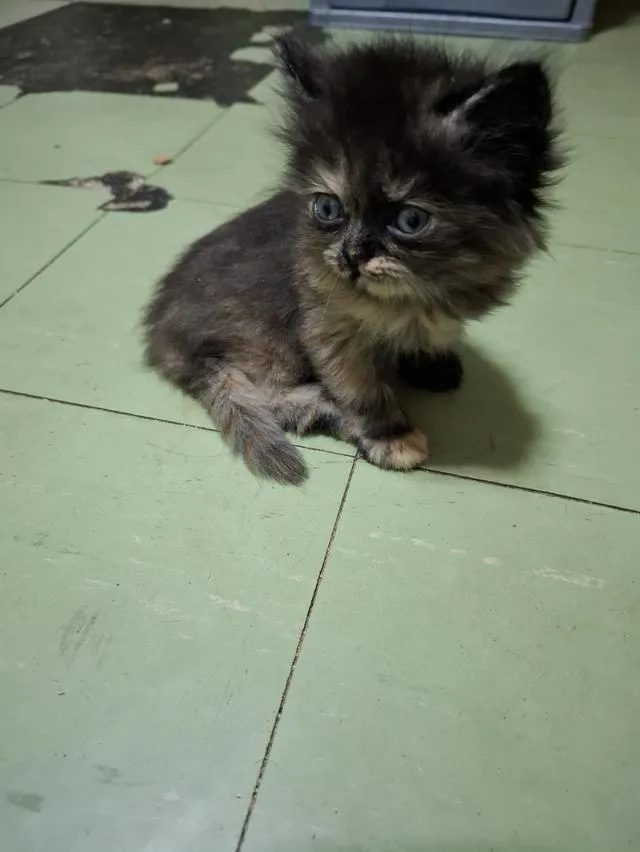 ขายน้องแมวพันธูเปอร์เซีย