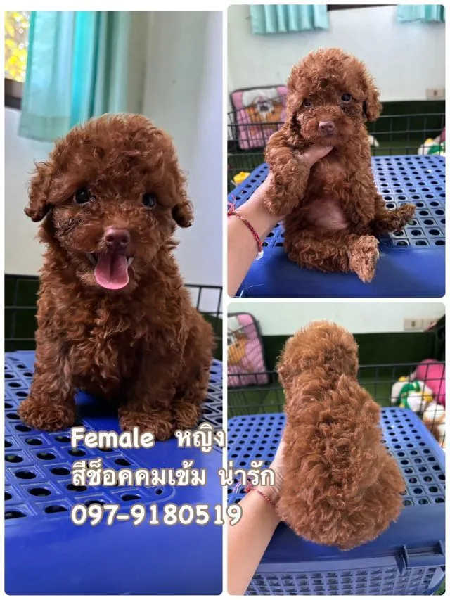 poodletoy พุดเดิ้ลทอย หน้าหมี เกรดพรีเมียม