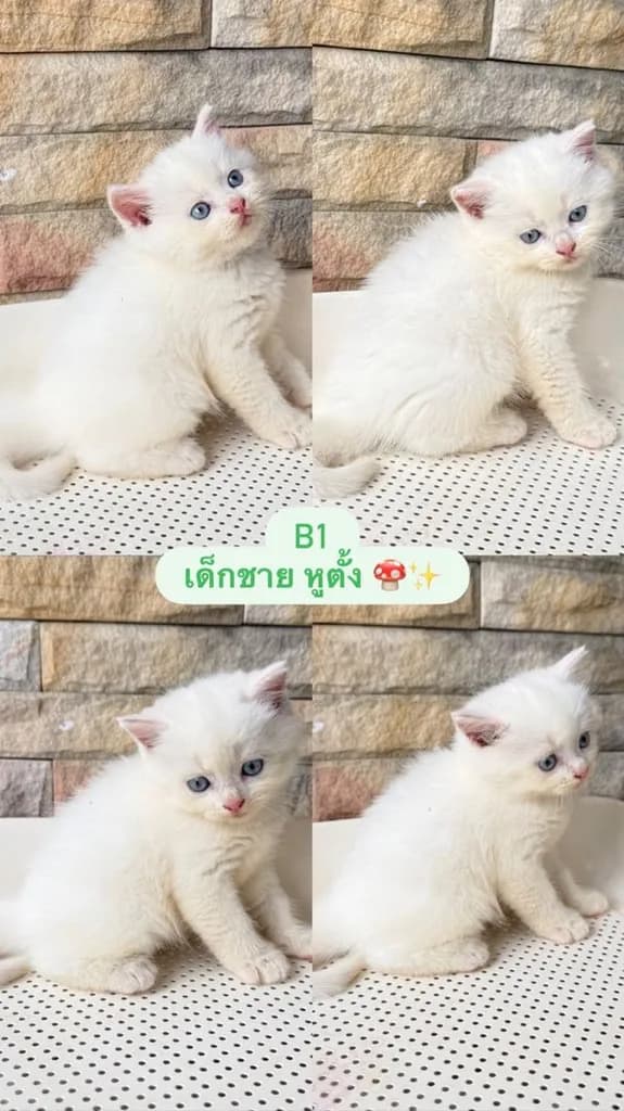น้องแมวสก็อตติชโฟด์ล