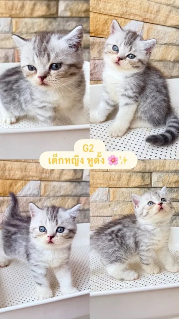 น้องแมวสก็อตติชโฟด์ล