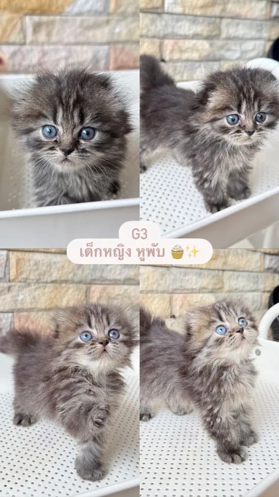 น้องแมวสก็อตติชโฟด์ล