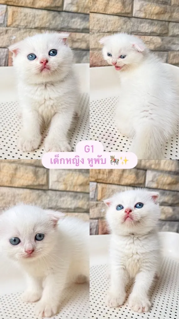 น้องแมวสก็อตติชโฟด์ล