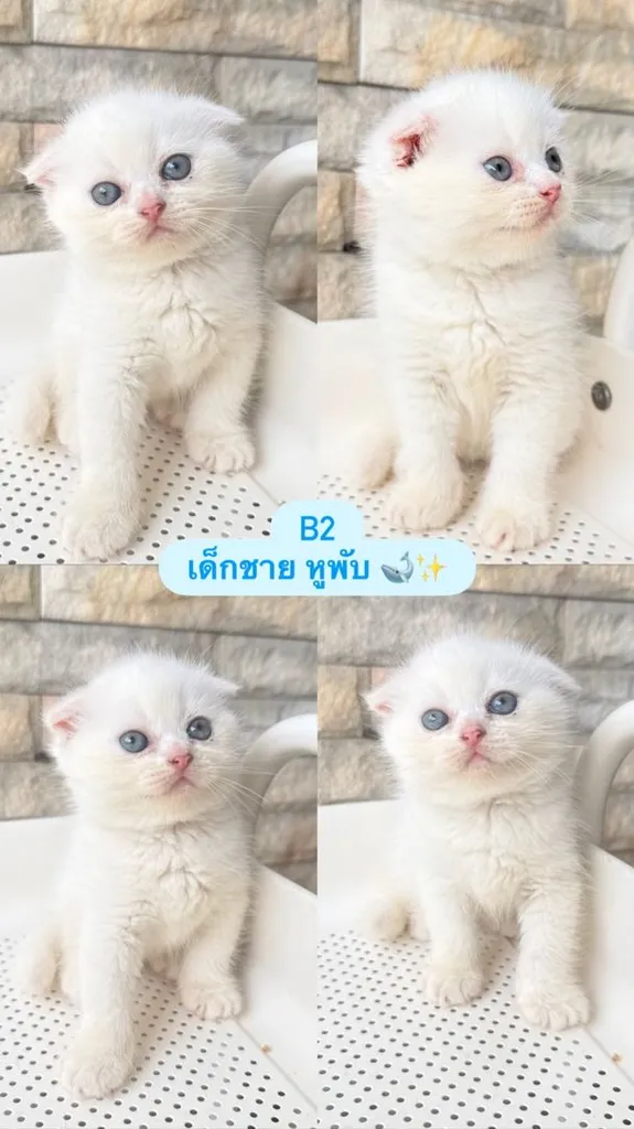 น้องแมวสก็อตติชโฟด์ล
