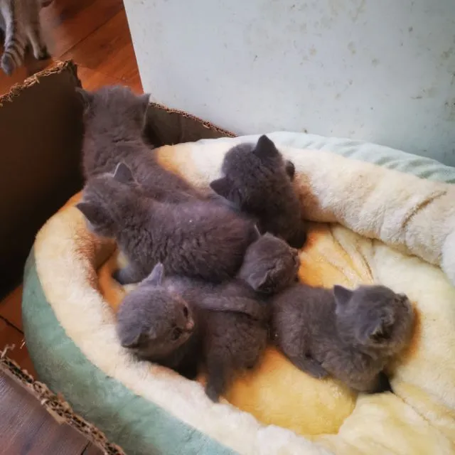 เปิดจองลูกมั้นกิ้ช