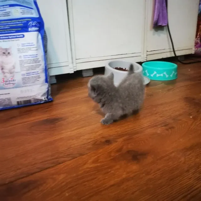 เปิดจองลูกมั้นกิ้ช