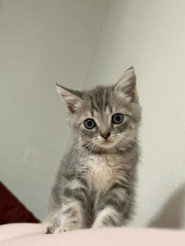 สก็อตติชโฟลด์ ดช SCOTTISH FOLD