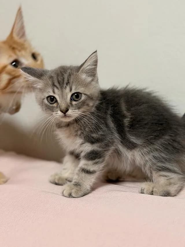 สก็อตติชโฟลด์ ดช SCOTTISH FOLD