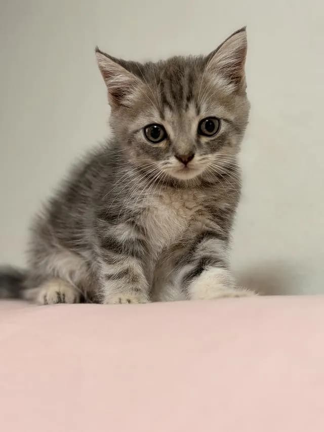สก็อตติชโฟลด์ ดช SCOTTISH FOLD