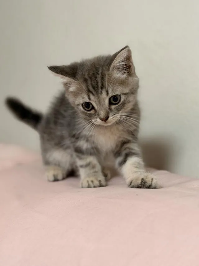 สก็อตติชโฟลด์ ดช SCOTTISH FOLD