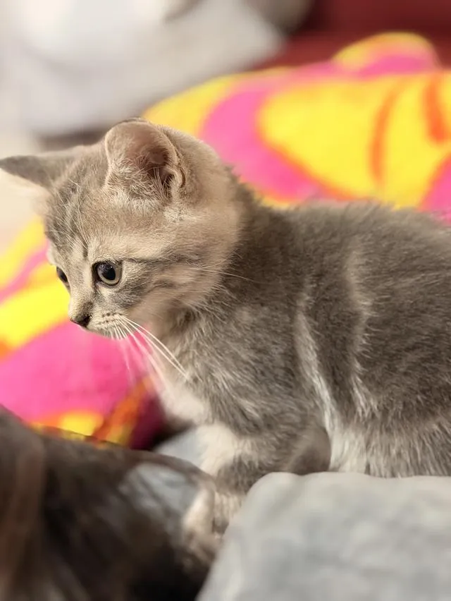 สก็อตติชโฟลด์ ดช SCOTTISH FOLD