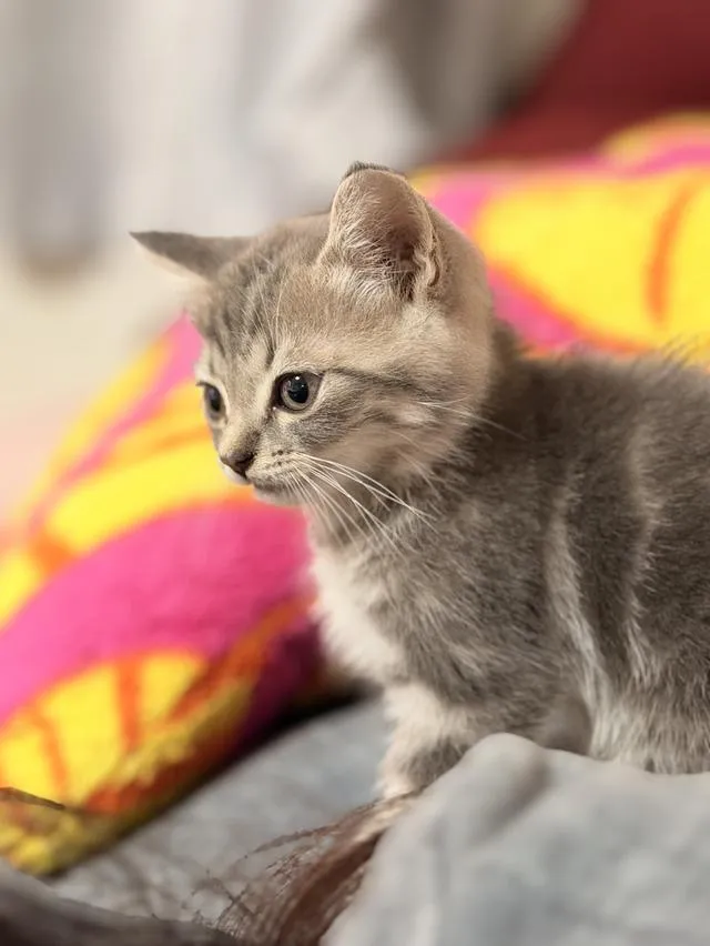 สก็อตติชโฟลด์ ดช SCOTTISH FOLD