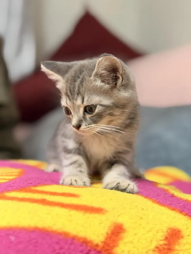 สก็อตติชโฟลด์ ดช SCOTTISH FOLD
