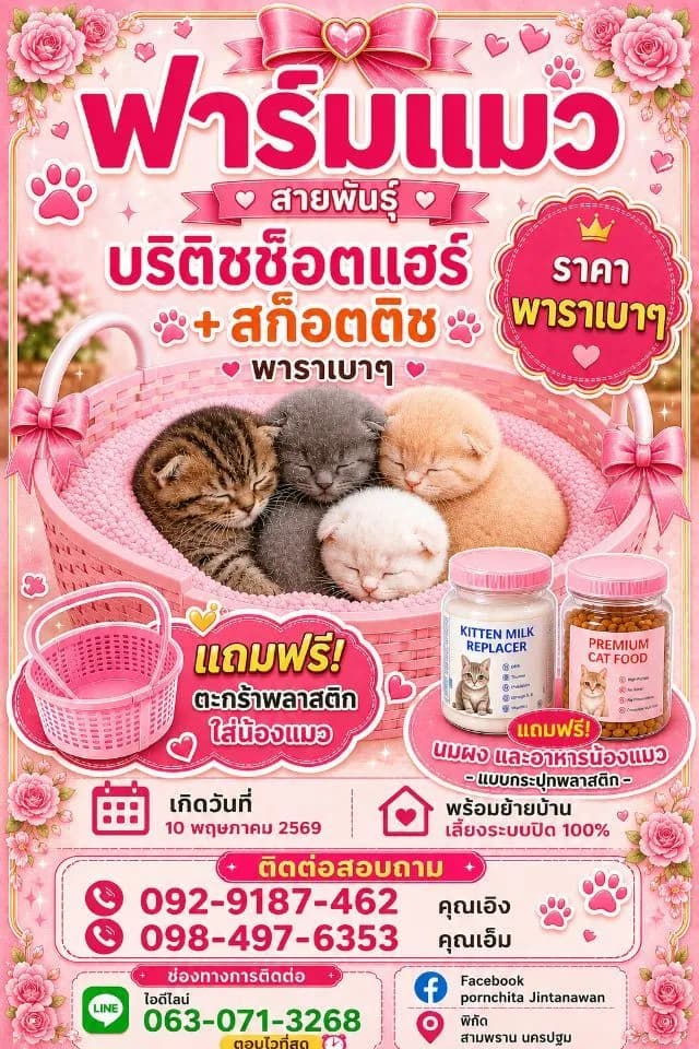 สก็อตติชบวกบริตติชช็อตเเฮร์