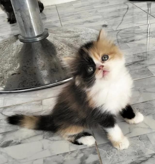 แมวเปอร์เซีย แท้ 💯 อยู่สุพรรณบุรี