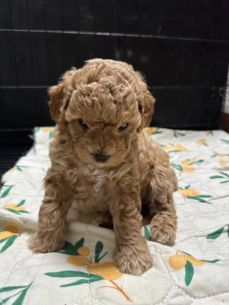 ลูกสุนัขพันธุ์พุดเดิ้ล