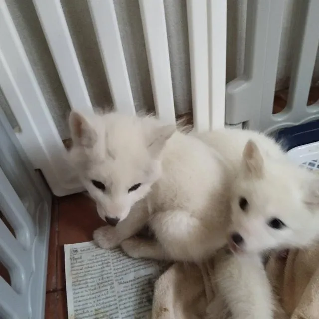 Arctic Fox จิ้งจอกขาว