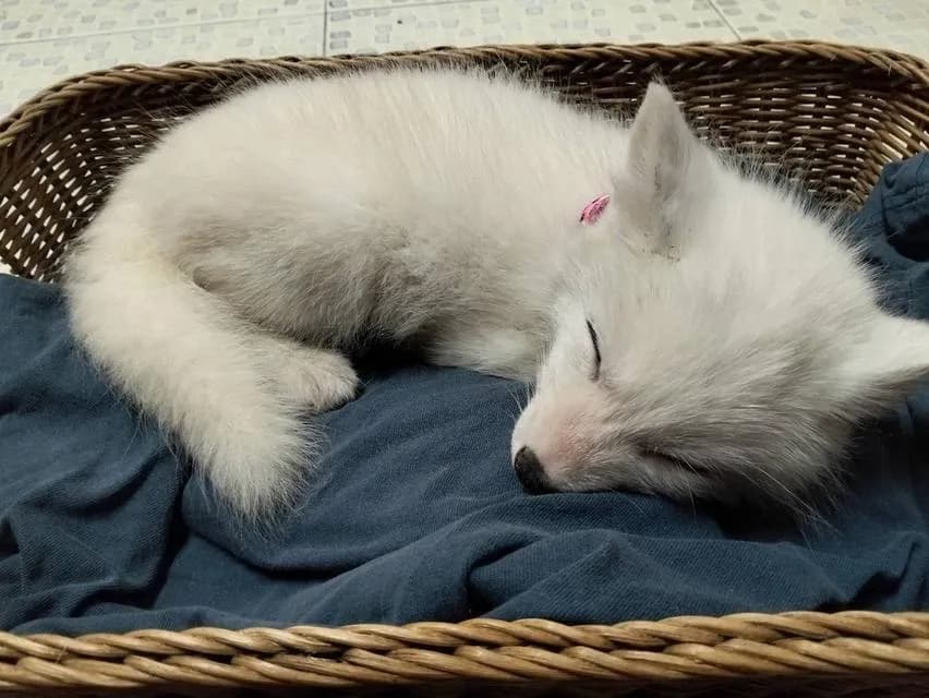 Arctic Fox จิ้งจอกขาว