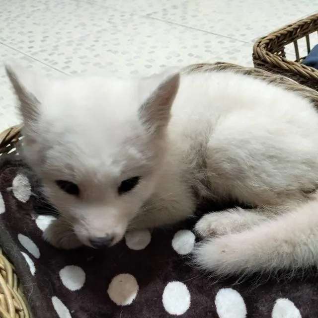 Arctic Fox จิ้งจอกขาว