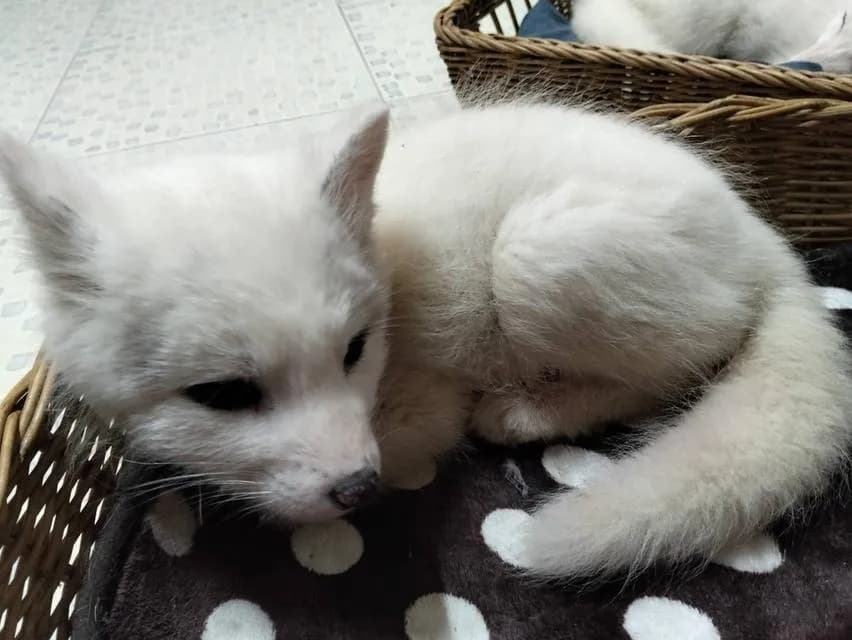 Arctic Fox จิ้งจอกขาว