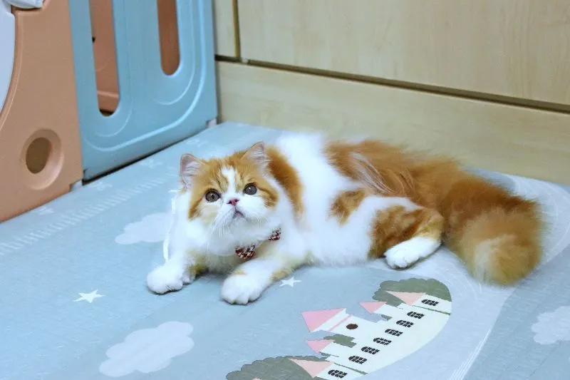 ขายแมวเปอร์เซีย ชาย