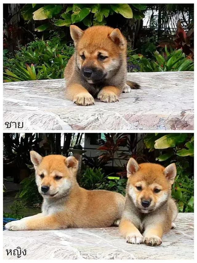 ชิบะอินุ ทำวัคซีนแล้ว 1 เข็มพร้อมย้ายบ้าน