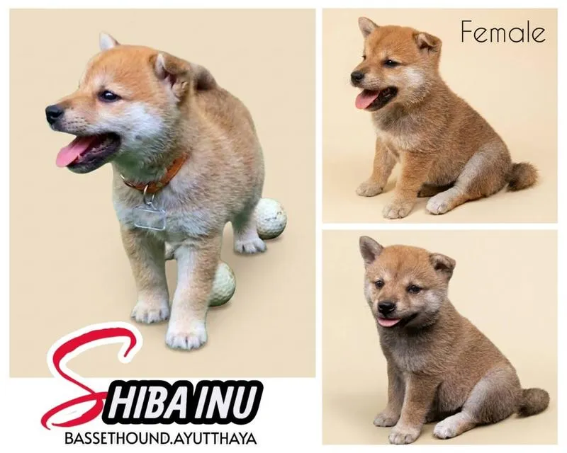 ชิบะอินุ ทำวัคซีนแล้ว 1 เข็มพร้อมย้ายบ้าน