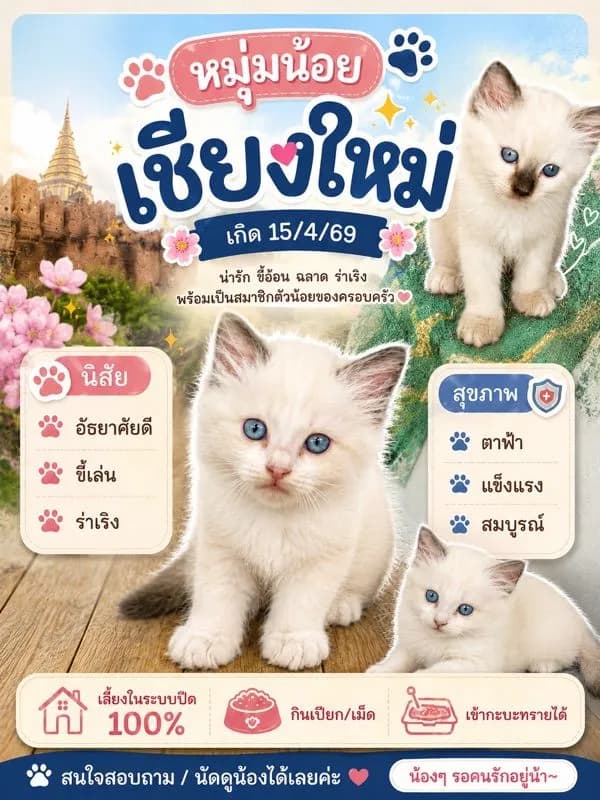 ลูกแมว