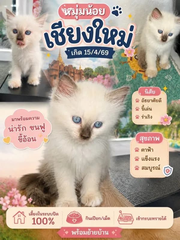 ลูกแมว