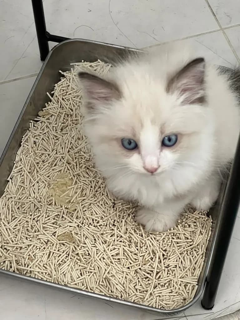 ลูกแมว
