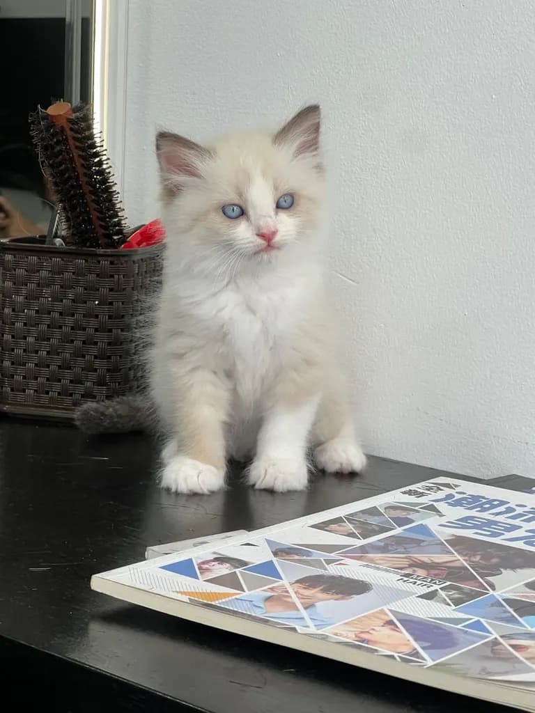 ลูกแมว