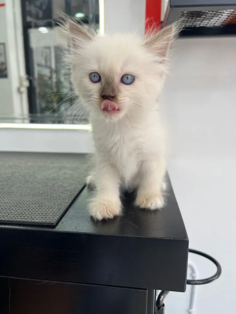 ลูกแมว