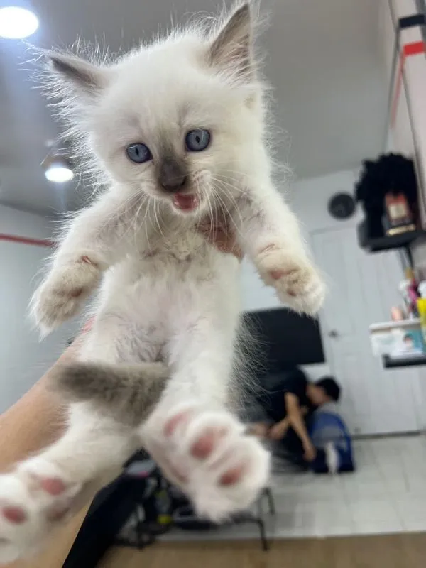 ลูกแมว