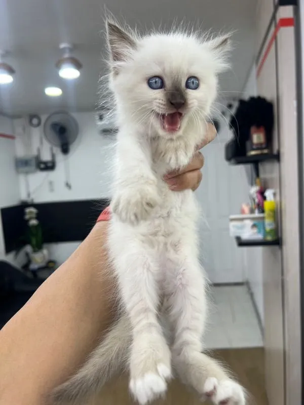 ลูกแมว
