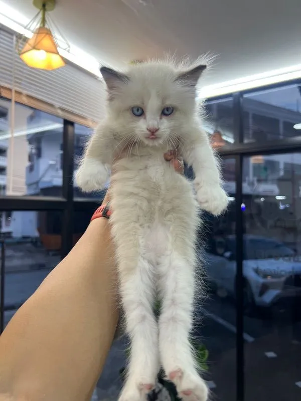 ลูกแมว