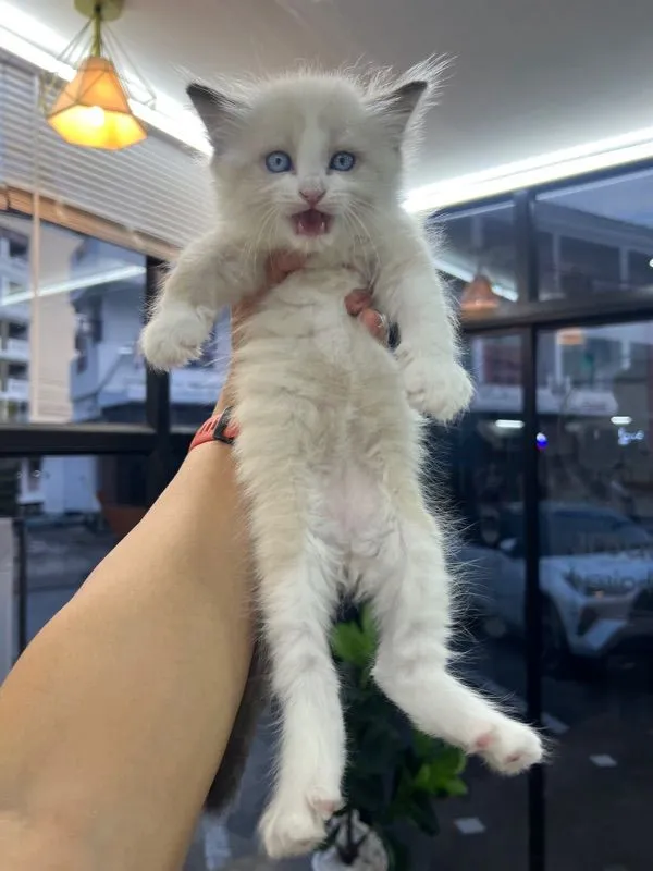 ลูกแมว