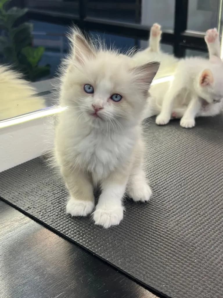 ลูกแมว